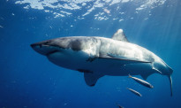 奥克兰三个热门海滩发现鲨鱼 当局对游泳者发出警告