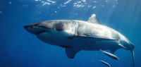 网红吃大白鲨，有多大“判头”？