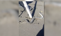 新西兰海滩疑似又现有毒海蛇！在沙滩扭动身体嗖嗖爬过