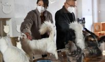 中国宠物经济新春再升温 线上线下掀“吸金”热潮