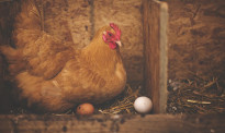 快讯！怀卡托一农场7.5万只母鸡死于火灾