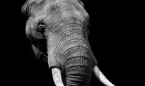 泰国大象被迫载人25年，脊柱被压陷成坑，老了就被抛弃？ ！