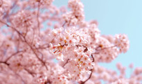 东京都樱花宣布开放，全球变暖或创最早纪录！附日本赏樱景点
