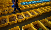 忧核污染水排海 日本鱼贝类在韩销量持续下跌