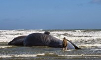 巨大鲸鱼被冲上北岛海滩 属蓝鲸亚种