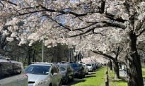 美呆了，基督城樱花大道已全面盛开！让我们直击现场！