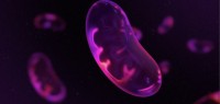 细胞好，你也好——MitoQ从微小启程，致力线粒体和细胞健康