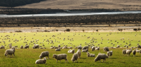 新西兰羊肉价格跌至谷底 跌势或持续两年