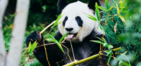 纽约亿万富翁：向中国借熊猫能拯救纽约市经济