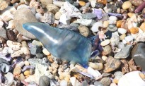 奥克兰西海岸出现大量有毒水母 专家发出警告