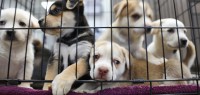 韩国立法禁止狗肉贩卖，反对者扬言要到总统府门口放生200万只狗？！