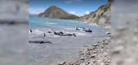 40多头搁浅的海豚被安乐死，为什么？