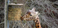 汉密尔顿动物园长颈鹿惨死 疑似跌落而亡