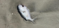 数百条肥美鲷鱼冲上奥克兰海滩，渔业局：鱼没问题，但别吃