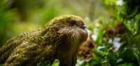 新西兰旅游局官宣吉祥物鸮鹦鹉Kimi：化身“最佳向导”，鼓励中国游客探索“长白云之乡”