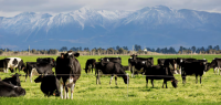 中资企业晋升奶源三巨头，掌握新西兰经济命脉