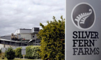 新西兰银蕨农场确认关闭 370名员工将失业