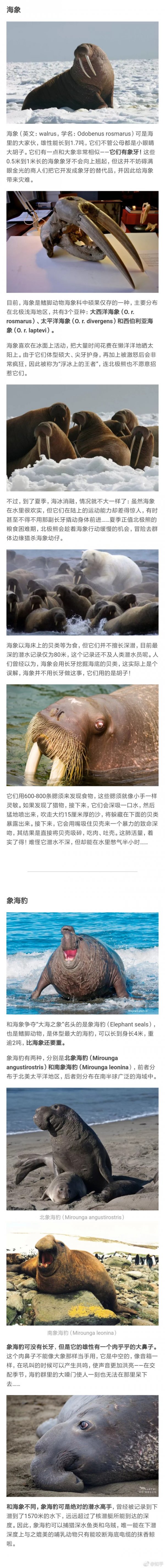 怎样辨别海豹 海狮 海象 海牛 海狗等 海字辈 的动物 新西兰先驱报中文网